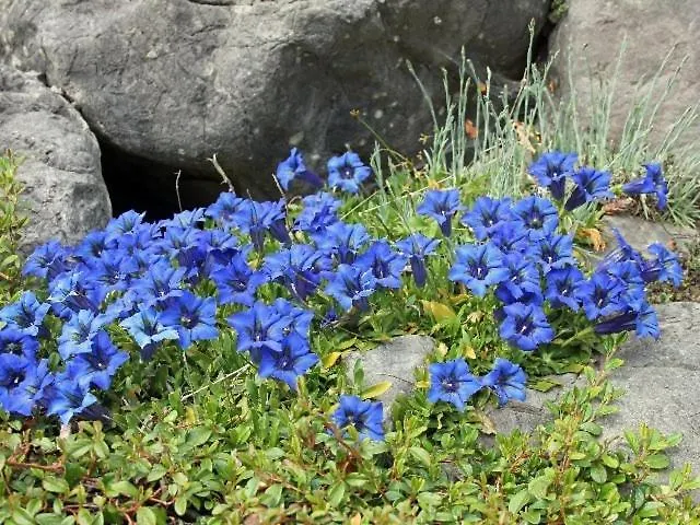 Englhof Πανσιόν 3*